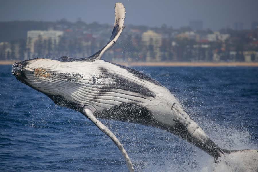 Sydney: 2-hour Express Whale Watching Cruise - Key points to know before booking