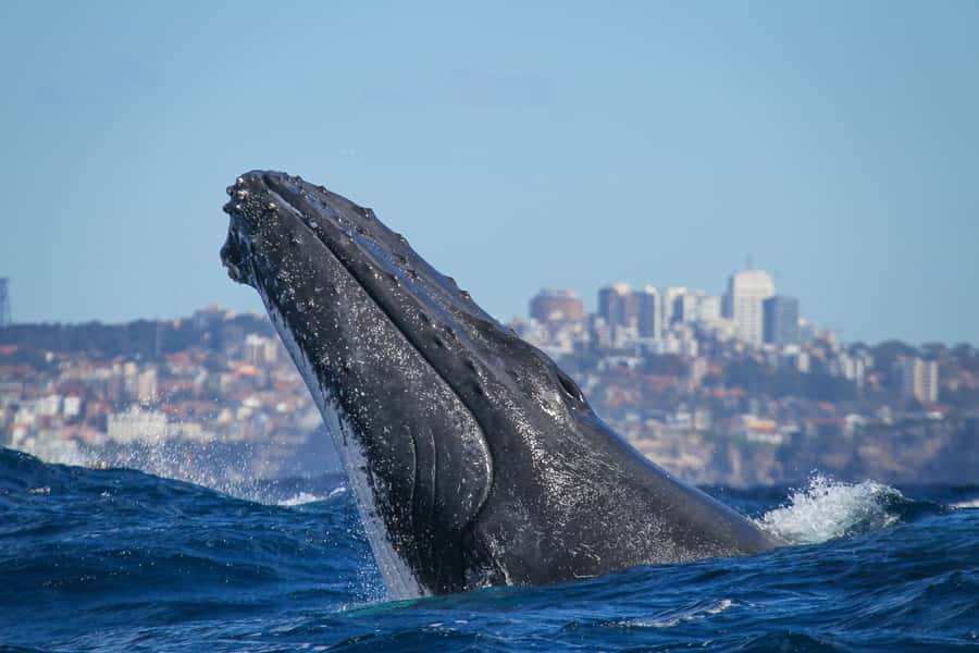 Sydney: 2-hour Express Whale Watching Cruise - The Fantasea Crystal setup