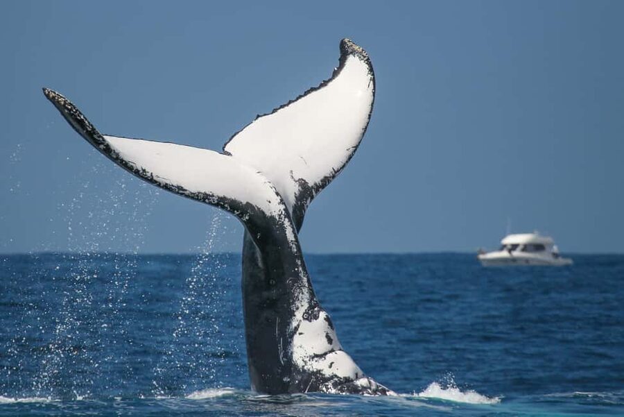Sydney: 2-hour Express Whale Watching Cruise - What the whale search is really like