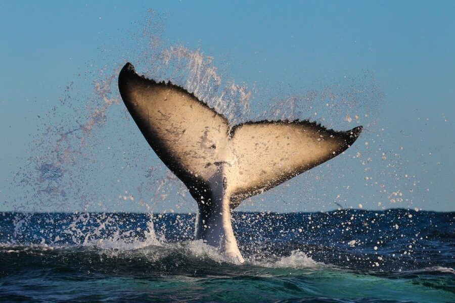 Sydney: 2-hour Express Whale Watching Cruise - Who will enjoy this cruise most