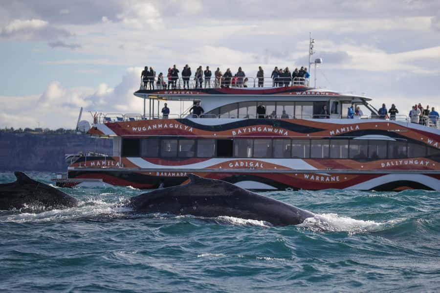 Sydney: 2-hour Express Whale Watching Cruise - Leaving Circular Quay with Sydney’s icons behind you