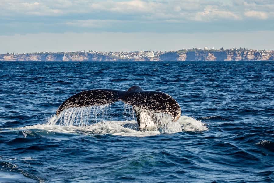 Sydney: Whale Watching Adventure Cruise - From Circular Quay to the open Pacific