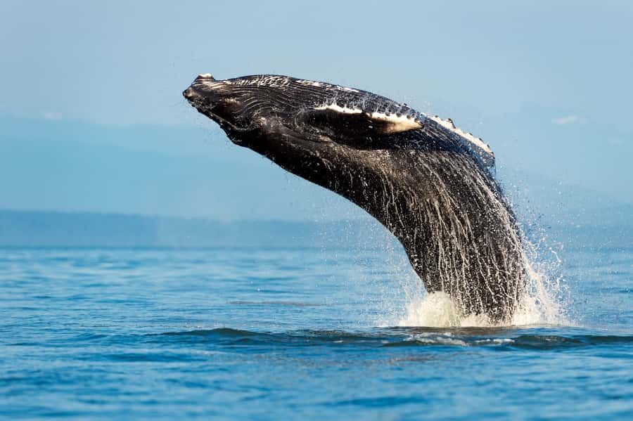 Sydney: Whale Watching Adventure Cruise - The long run to the whale-watching area