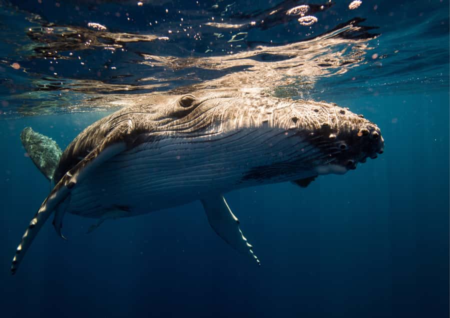 Sydney: Whale Watching Adventure Cruise - Commentary that adds meaning to the sightings