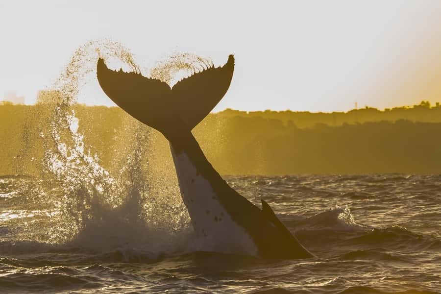 Sydney: Whale Watching Adventure Cruise - Weather, waves, and seasickness