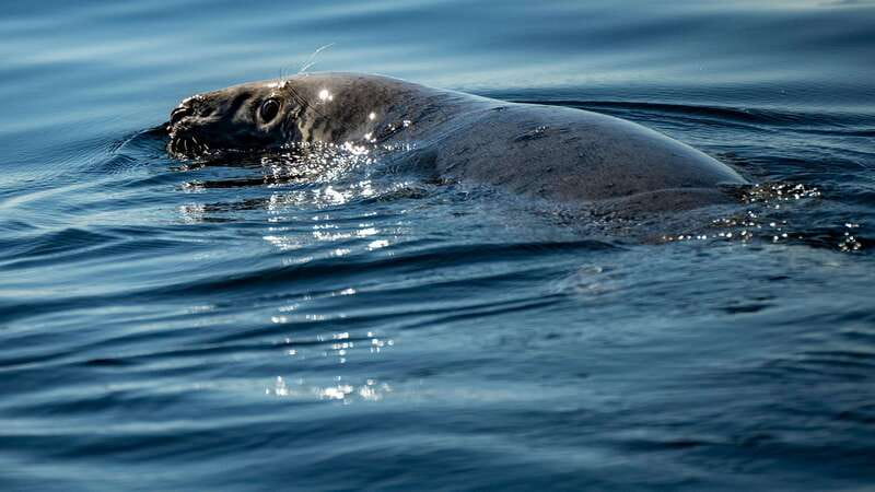 Tadoussac/Charlevoix: 3-Hour Whale Watching Boat Tour - Why this stretch of the St. Lawrence is so good for whales