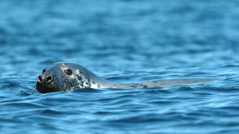 Tadoussac/Charlevoix: 3-Hour Whale Watching Boat Tour - Planning your day around the cruise