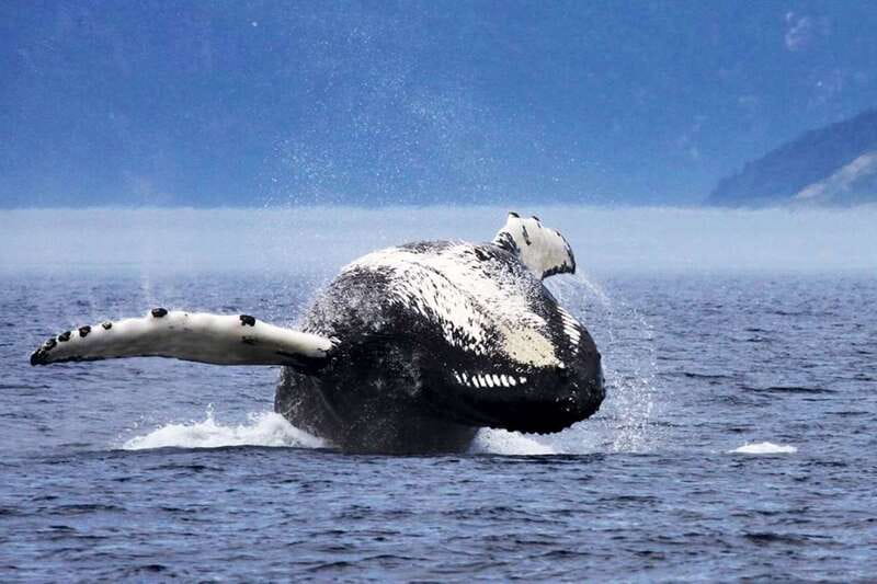 Tadoussac/Charlevoix: 3-Hour Whale Watching Boat Tour - What you might see in three hours