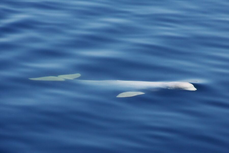 Tadoussac/Charlevoix: 3-Hour Whale Watching Boat Tour - The cold-weather lesson most people need