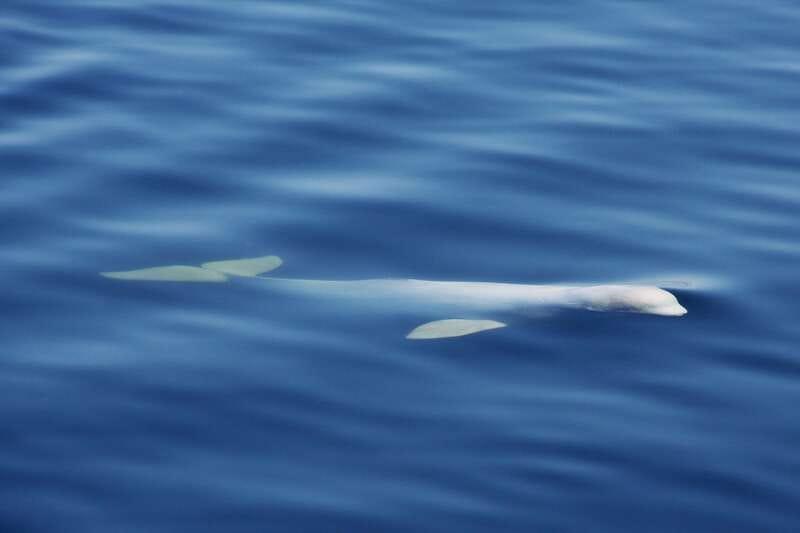 Tadoussac/Charlevoix: 3-Hour Whale Watching Boat Tour - Food, drinks, VIP service, and Upper Deck Access