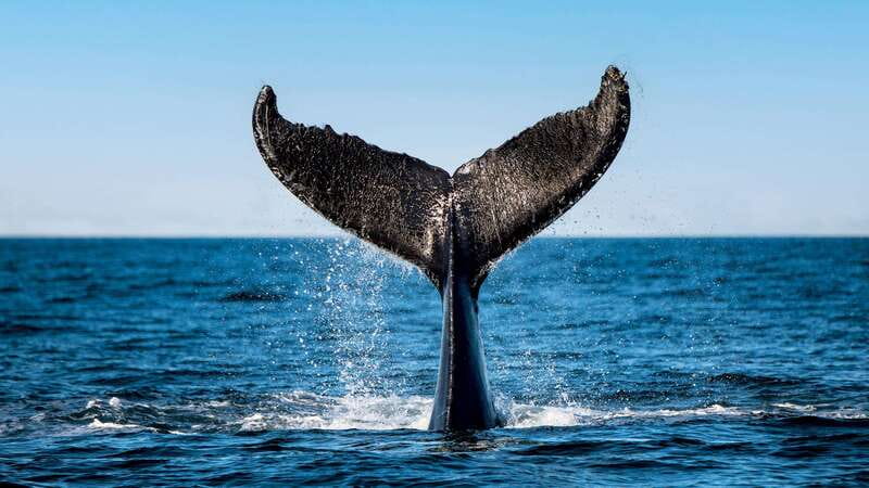 Tadoussac/Charlevoix: 3-Hour Whale Watching Boat Tour - What the three-hour route includes