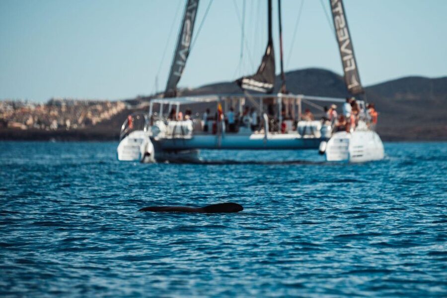 Tenerife: Catamaran Cruise with Brunch and Unlimited Drinks - Who will enjoy this catamaran cruise most