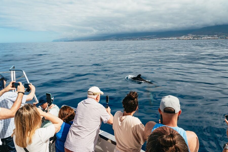 Tenerife: Eco-Yacht Whale and Dolphin Watching and Swimming - The swim and snorkeling stop