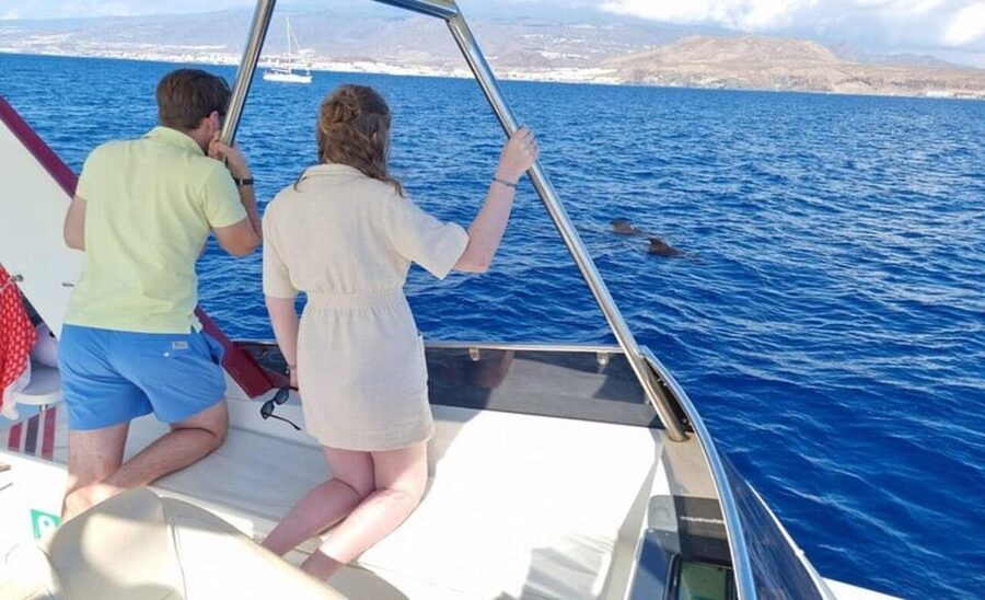 Tenerife: Eco-Yacht Whale and Dolphin Watching and Swimming - How the 90 minutes usually works