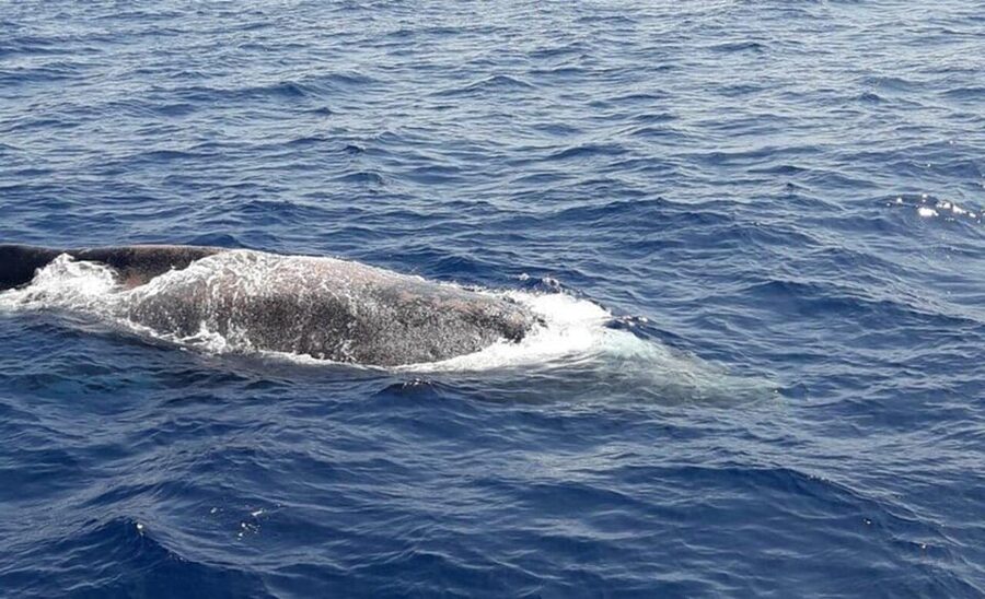 Tenerife: Eco-Yacht Whale and Dolphin Watching and Swimming - Price and overall value