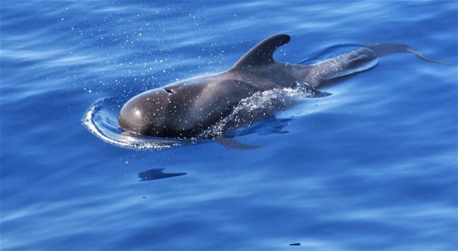 Tenerife: Los Gigantes Whale Watching Cruise by Sail Boat - Setting sail beneath the cliffs of Los Gigantes
