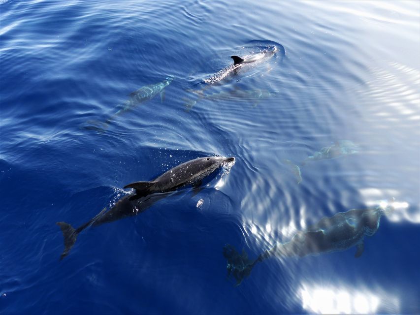 Tenerife: Los Gigantes Whale Watching Cruise by Sail Boat - Fruit, sandwiches, and a glass of cava