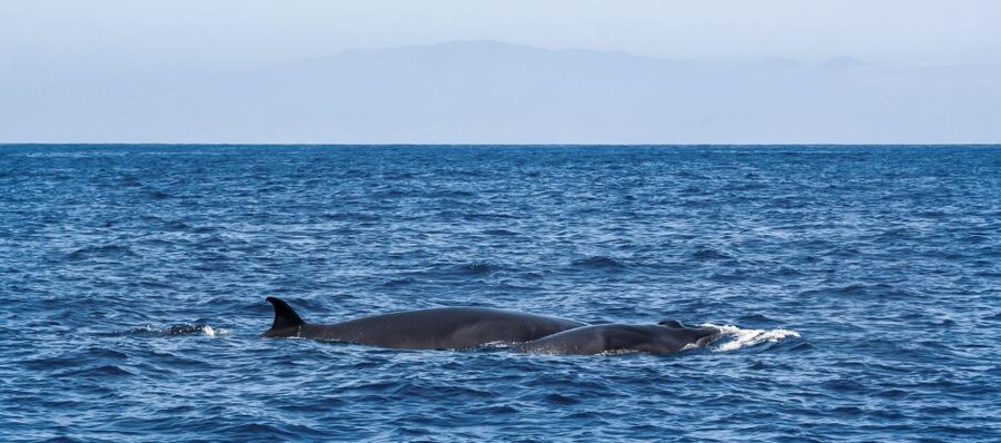 Tenerife: Sailboat Tour Whale Watching Food and Snorkeling - Sandwiches, cake, cava, and a relaxed lunch afloat
