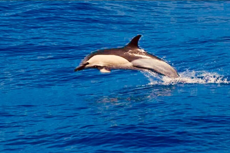 Tenerife: Sailboat Tour Whale Watching Food and Snorkeling - Crew service and languages on board