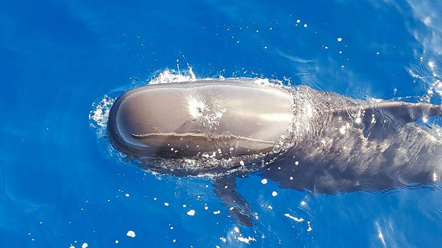 Tenerife: Sailboat Tour Whale Watching Food and Snorkeling - From Puerto Colón toward Tenerife’s cetacean waters