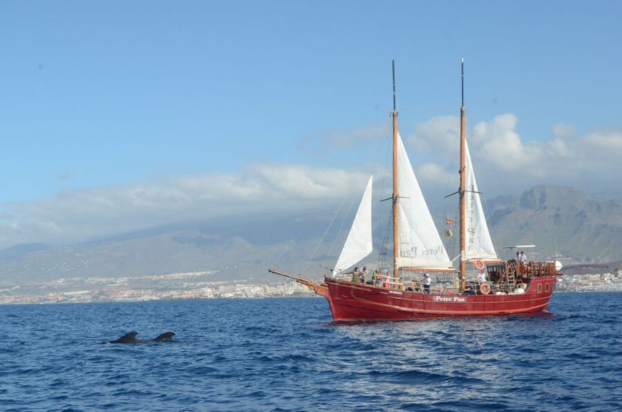 Tenerife: Whale & Dolphin Watching Cruise with Swim Stop - Key points to know before boarding