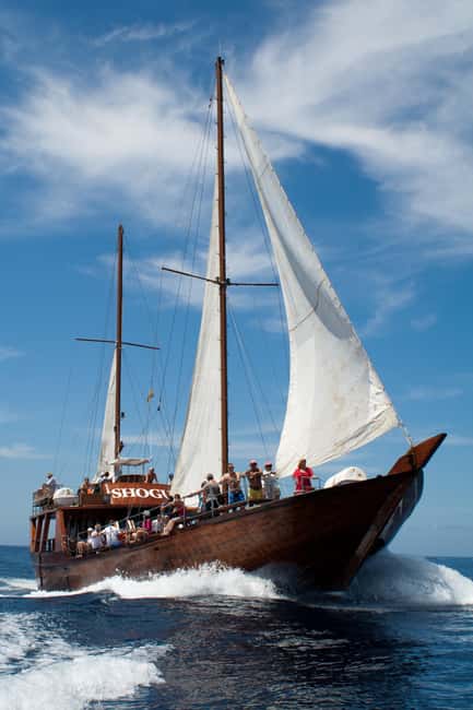 Tenerife: Whale & Dolphin Watching Cruise with Swim Stop - FAQ