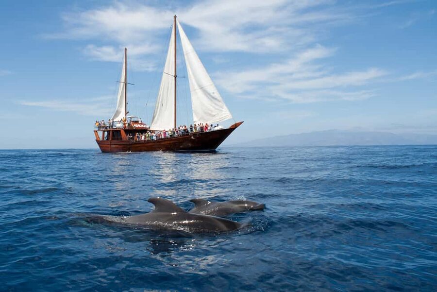 Tenerife: Whale & Dolphin Watching Cruise with Swim Stop - Sailing out of Los Cristianos on Peter Pan