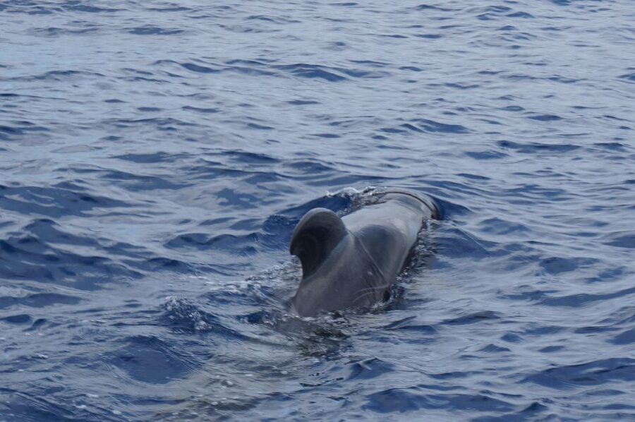 Tenerife: Whale & Dolphin Watching Cruise with Swim Stop - Who will enjoy this most?