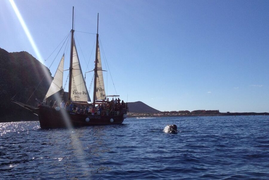 Tenerife: Whale & Dolphin Watching Cruise with Swim Stop - Practical planning for a smoother day