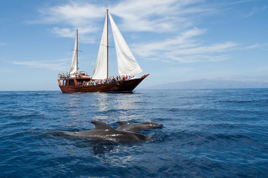 Tenerife: Whale & Dolphin Watching Cruise with Swim Stop - Looking for pilot whales and dolphins in open water
