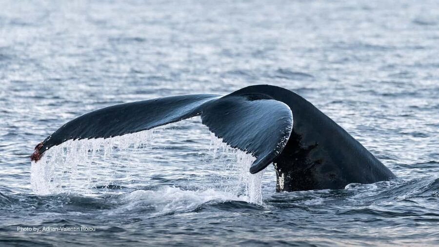 Tromsø: Whale Watching Tour by Hybrid-Electric Boat - The long run from Tromsø to the whale fjords