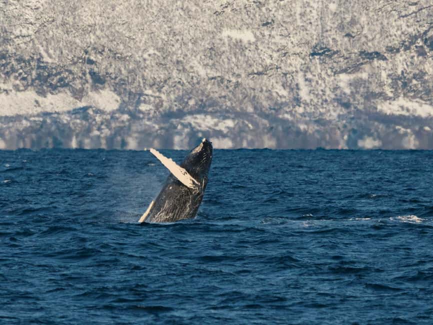 Tromsø: Whale Watching Tour by Hybrid-Electric Boat - Grøtnesdalen and the first Arctic views