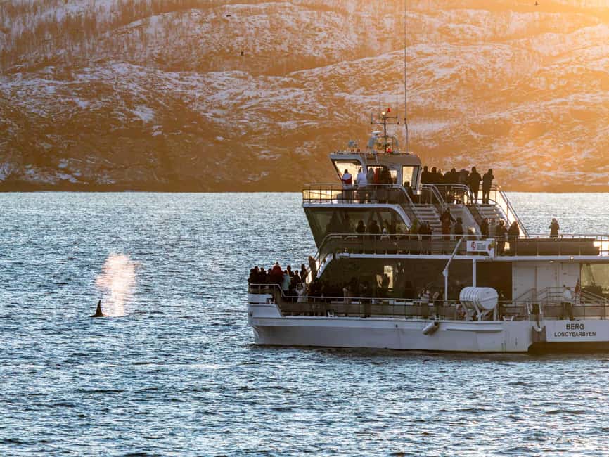 Tromsø: Whale Watching Tour by Hybrid-Electric Boat - How to handle the rough-water problem