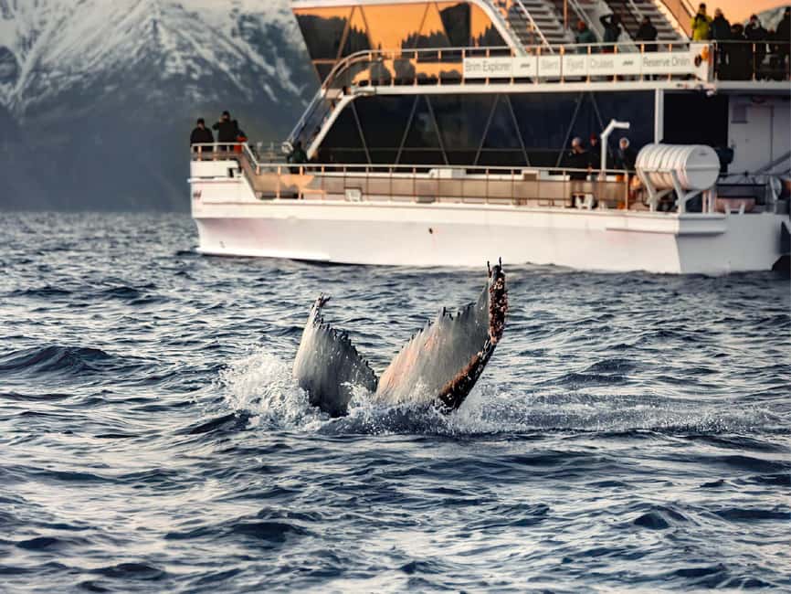 Tromsø: Whale Watching Tour by Hybrid-Electric Boat - What the full day is really worth at $195