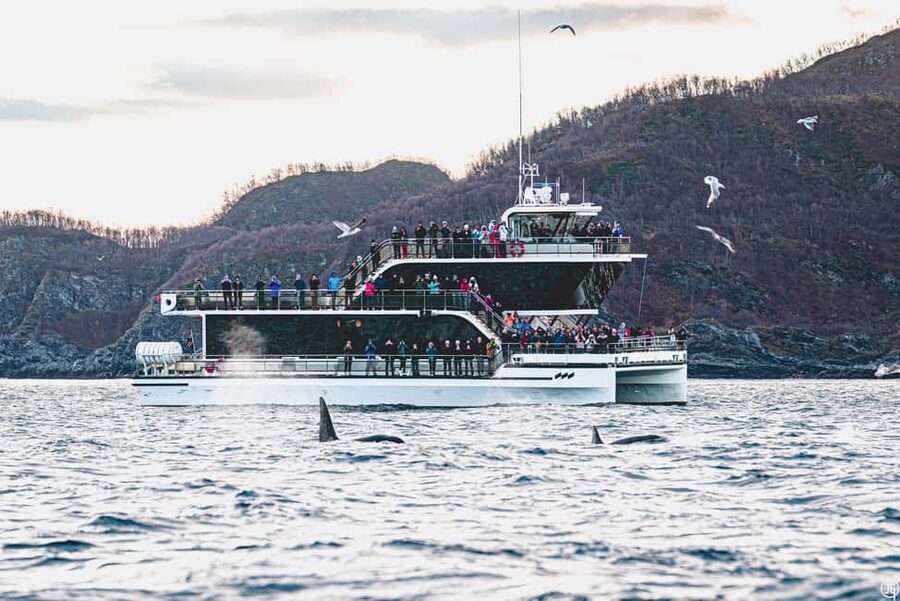 Tromsø: Whale Watching Tour by Hybrid-Electric Boat - Tromsø departure at Kaigata 6