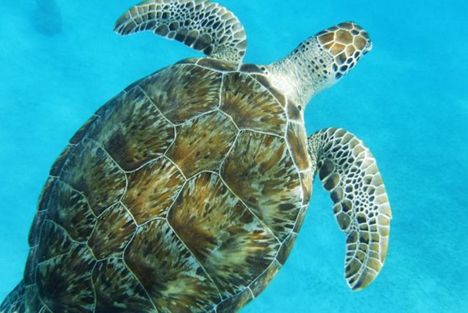 Turtle Cove Catamaran Snorkel and Sail at Little Buck Island STT - The snorkel at Little Buck Island
