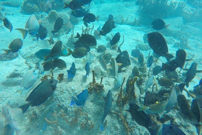 Turtle Cove Catamaran Snorkel and Sail at Little Buck Island STT - Who should book this outing