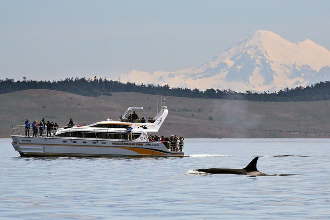 Victoria Whale and Wildlife Cruise - Key points before you book