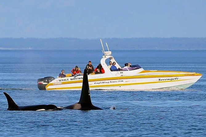 Victoria Whale and Wildlife Cruise - Seals, sea lions, otters, and birds