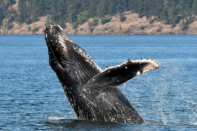 Victoria Whale and Wildlife Cruise - What the three and a half hours feel like