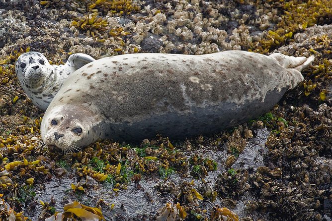 Victoria Whale and Wildlife Cruise - Price and value at $146.17