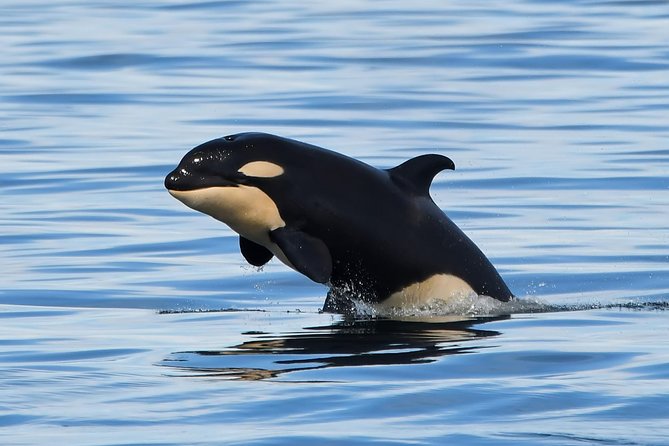 Victoria Whale and Wildlife Cruise - The first search for whales