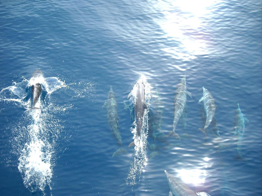 Vrsar: Dolphin Watching Boat Tour including Drinks - Leaving Vrsar for the Adriatic sunset