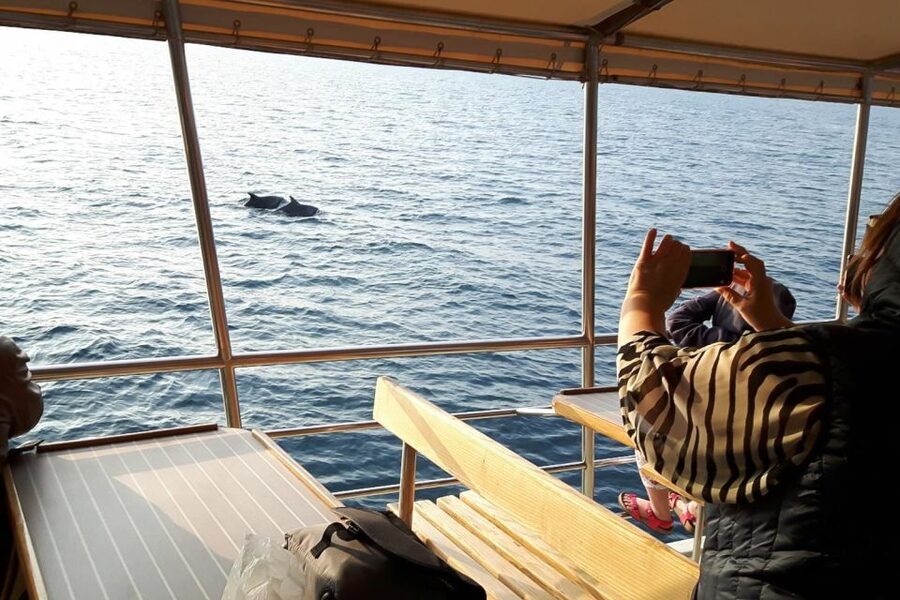 Vrsar: Dolphin Watching Boat Tour including Drinks - Looking for dolphins in their natural home