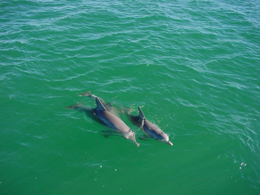 Vrsar: Dolphin Watching Boat Tour including Drinks - Drinks, seating, and the simple onboard setup