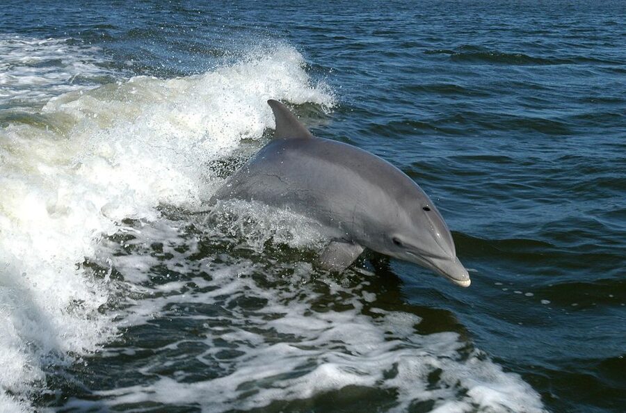 Vrsar: Dolphin Watching Boat Tour including Drinks - The coast of Istria from the water