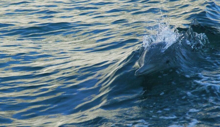 Vrsar: Dolphin Watching Boat Tour including Drinks - Languages, meeting details, and useful planning tips