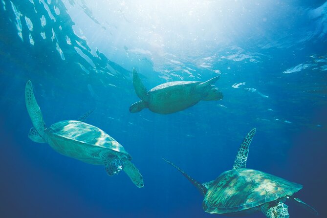 Waikiki Catamaran Snorkel Sail with Lunch: Turtles Guaranteed - Lunch and drinks on the 11 a.m. trip