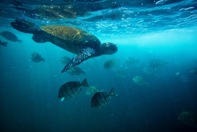 Waikiki Catamaran Snorkel Sail with Lunch: Turtles Guaranteed - What makes Turtle Canyon special