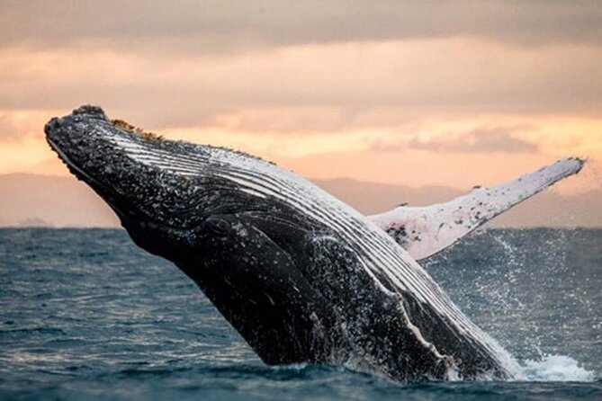 Waikiki Glass Bottom Boat Cruise - Reef fish, turtles, dolphins, and whales